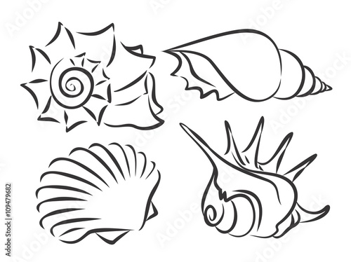Quadro su tela Sketches of sea cockleshells.