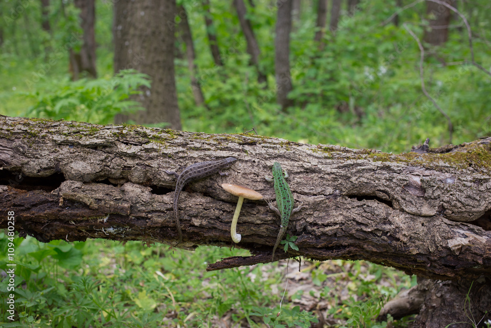 Lizard in nature sitting on a tree. Lizard in nature sitting on a tree.