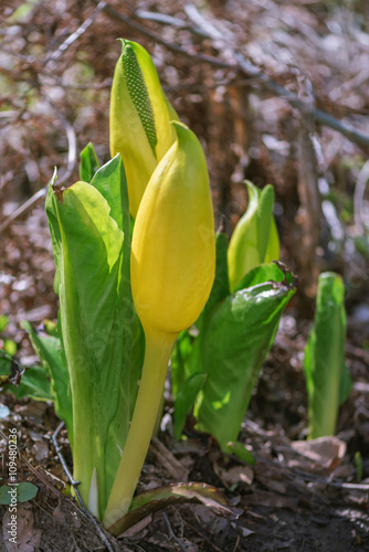 Lysichiton americanus also ...