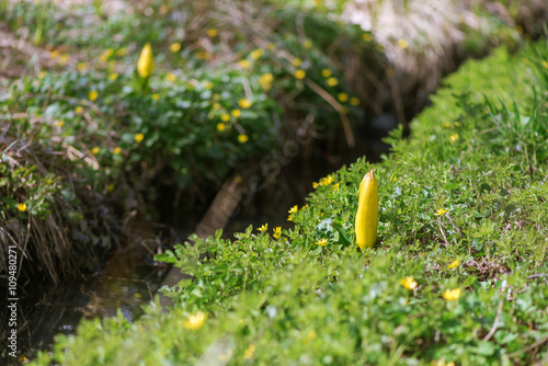 Lysichiton americanus also ...