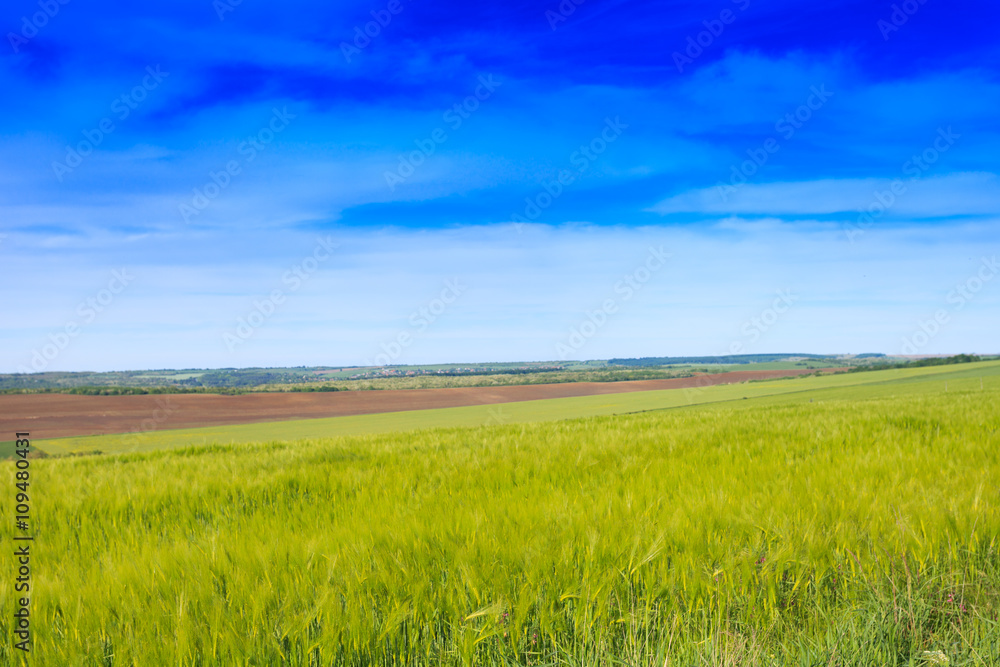 Wheat field and countryside scenery