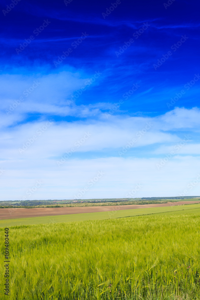 Obraz premium Wheat field and countryside scenery