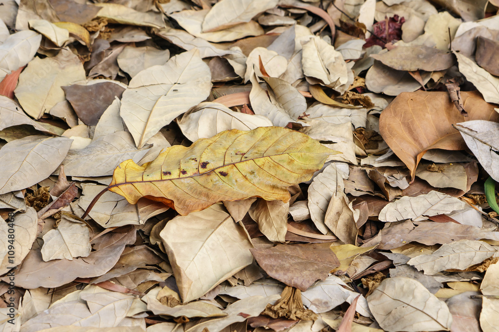 large brown dried falling leaves on the ground large brown dried falling leaves on the ground