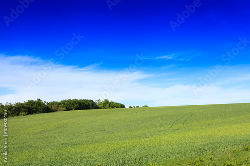 Wheat field and countryside scenery