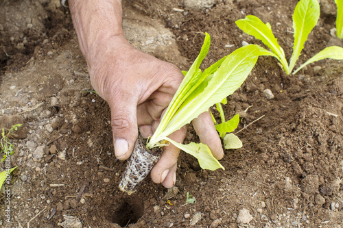 contadino pianta l'insalata in un orto photo