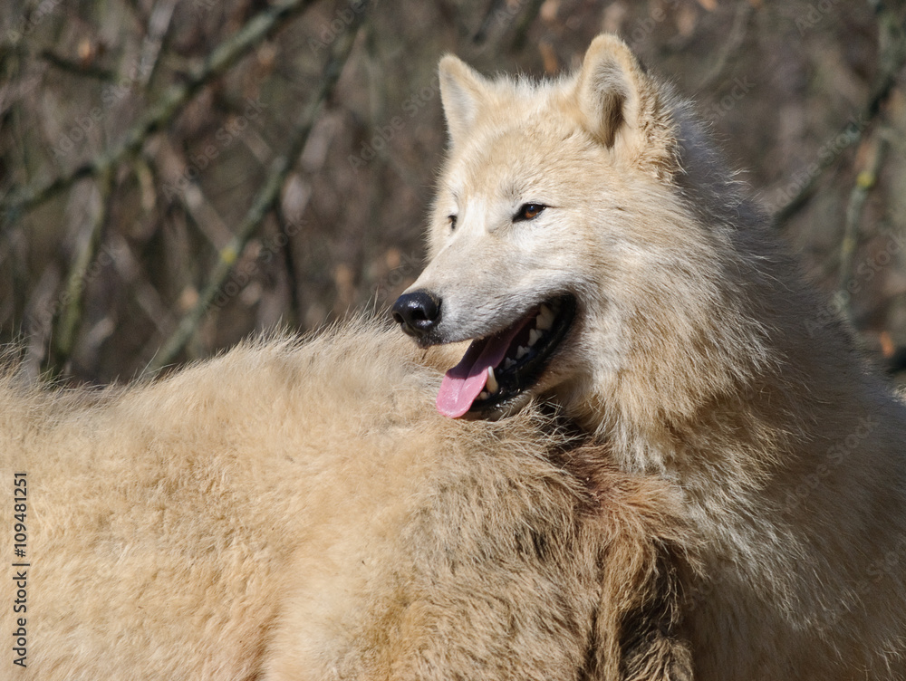 white arctic wolf enjoy winter sun