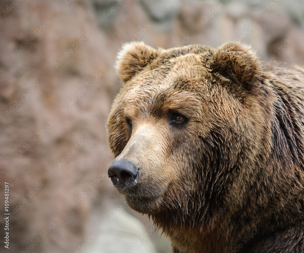 adult brown bear close up portrait with rocks in background adult brown bear close up portrait with rocks in background