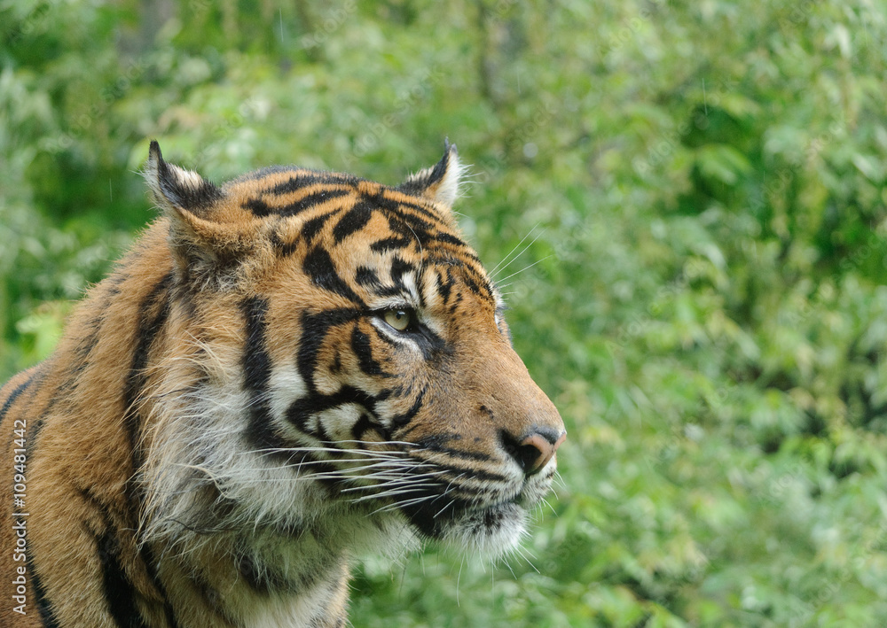 Obraz premium young tiger close up portrait with green backgroung