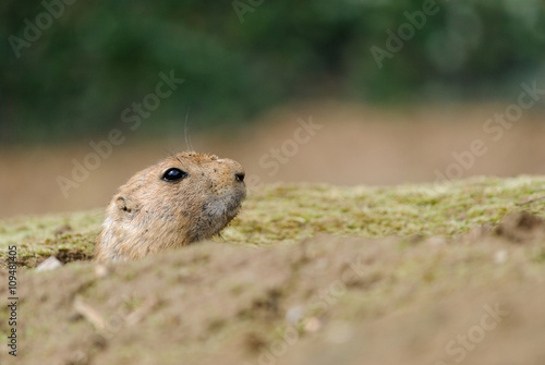 small prairie dog watching out of burrow © havranka