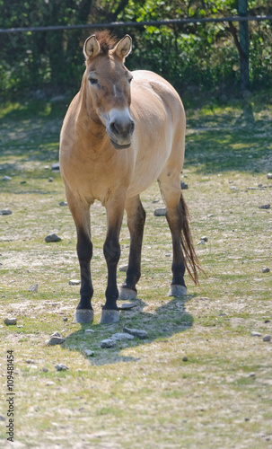 wild przewalski's horse © havranka