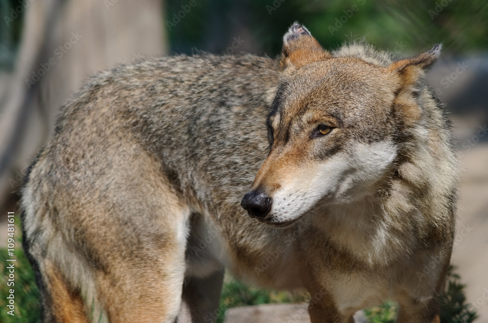 Fototapeta premium eurasian wolf close up portrait