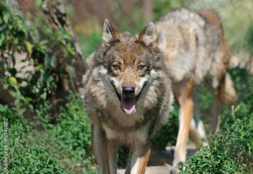 running wolf with smiling face