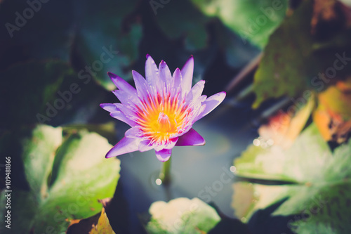 lotus flower