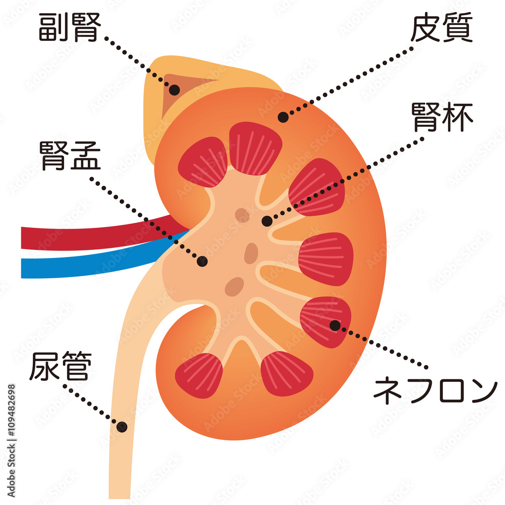副腎正常大きさ – 副腎 構造 | 日本内科学会雑誌第107巻第9号 – COXV