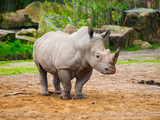 Black Rhinocero - Diceros bicornis