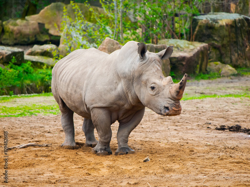 Black Rhinocero - Diceros bicornis