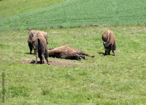 birth of a buffalo calf © Grubärin