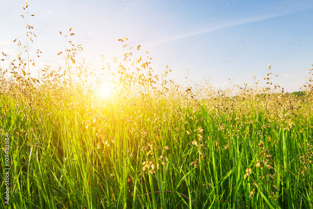 Obraz premium sunset and grass