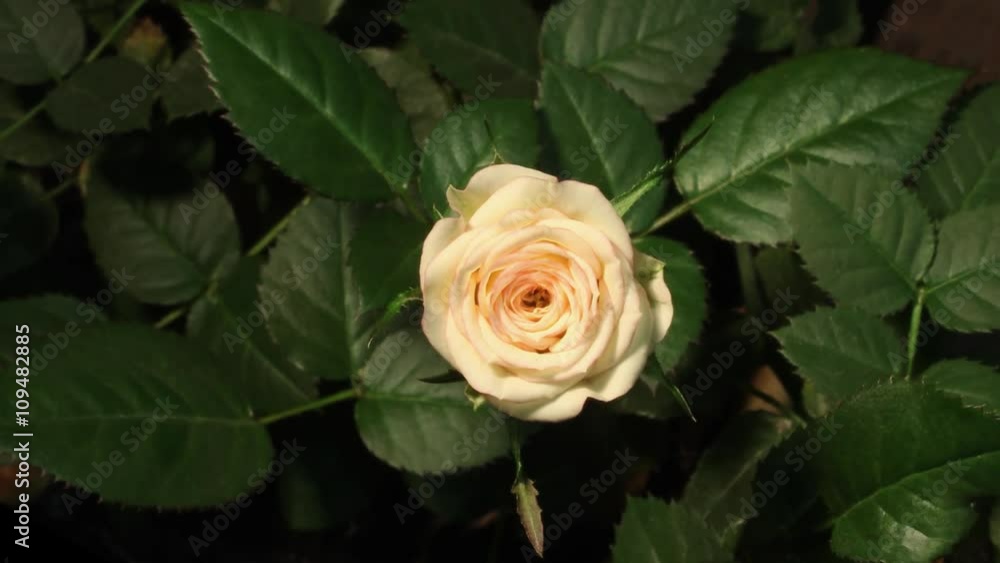 Timelapse of white pink rose growing on green leaves background Timelapse of white pink rose growing on green leaves background