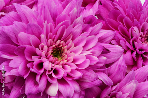 Details of pink flower for background or texture