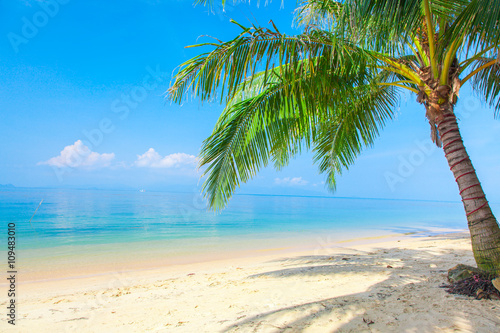 tropical beach with coconut palm © Alexander Ozerov