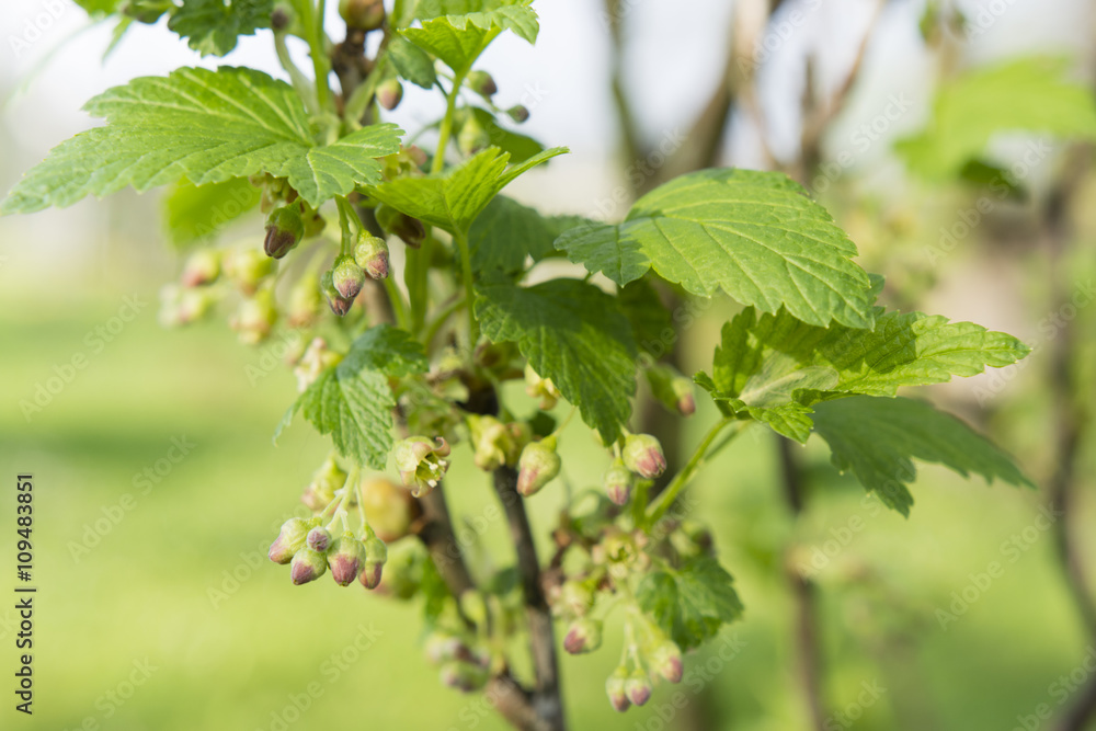 currant flowers on a branch with green leaves currant flowers on a branch with green leaves