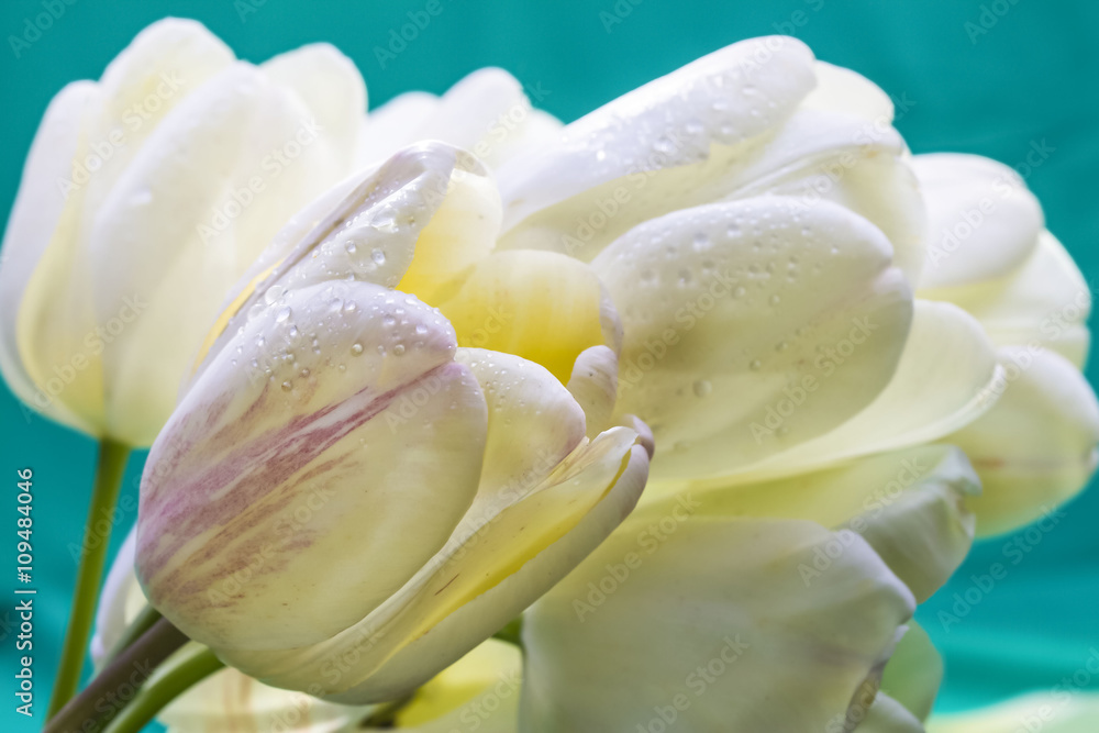 opened white beautiful tulips opened white beautiful tulips
