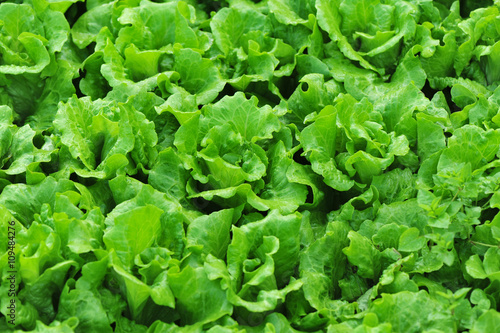 green lettuce crops in growth at vegetable garden