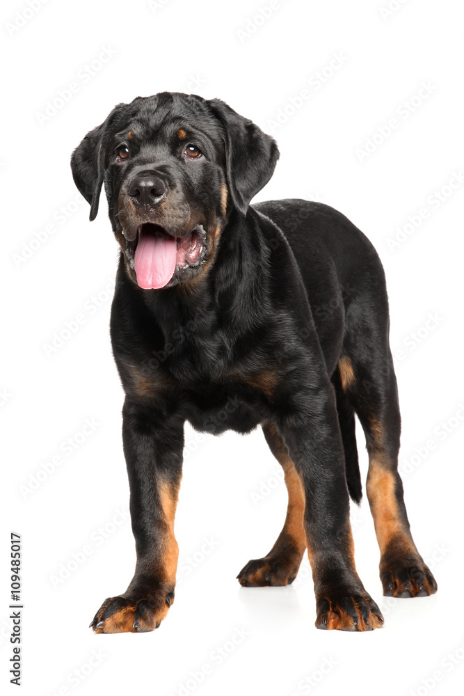 Young Rottweiler on white background