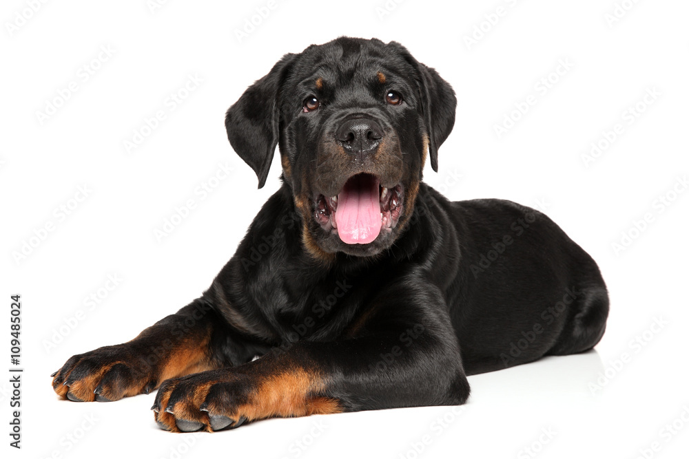 Rottweiler puppy on white background Rottweiler puppy on white background
