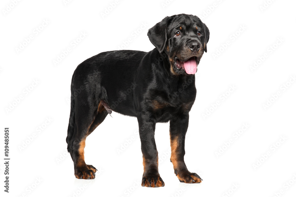 Fototapeta premium Rottweiler puppy on white background