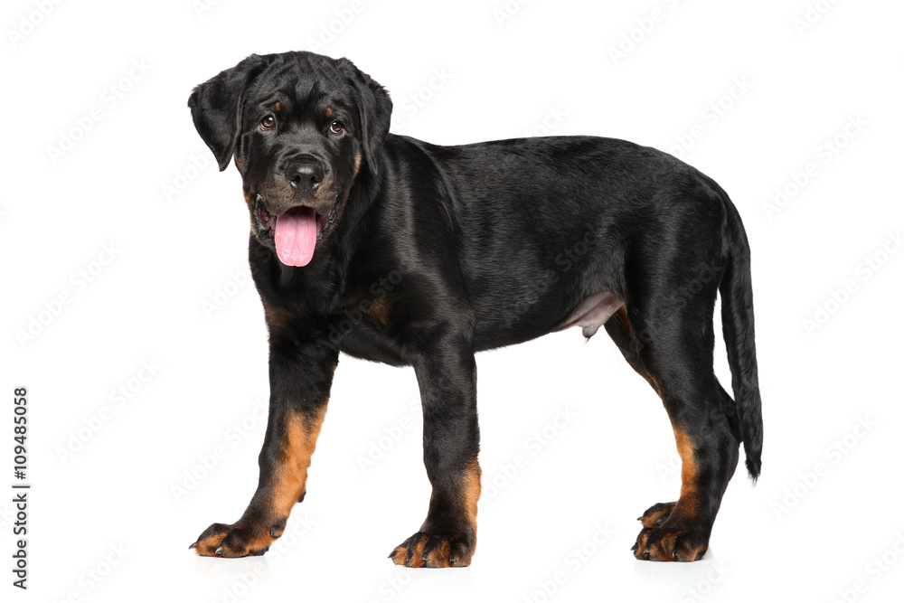 Obraz premium Rottweiler puppy on white background