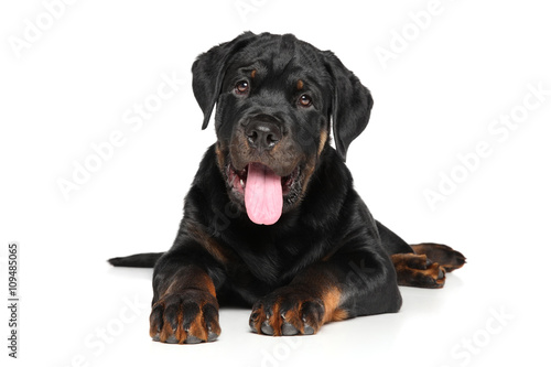 Rottweiler puppy on white background