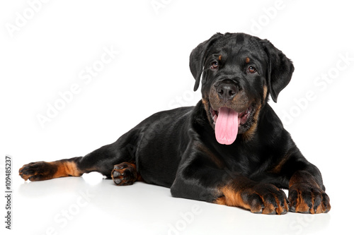 Rottweiler puppy lies down on white