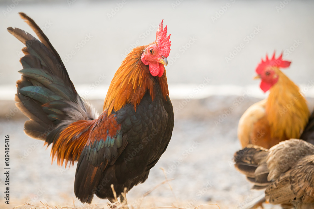 Fototapeta premium Chicken was finding for food outside hen-house.