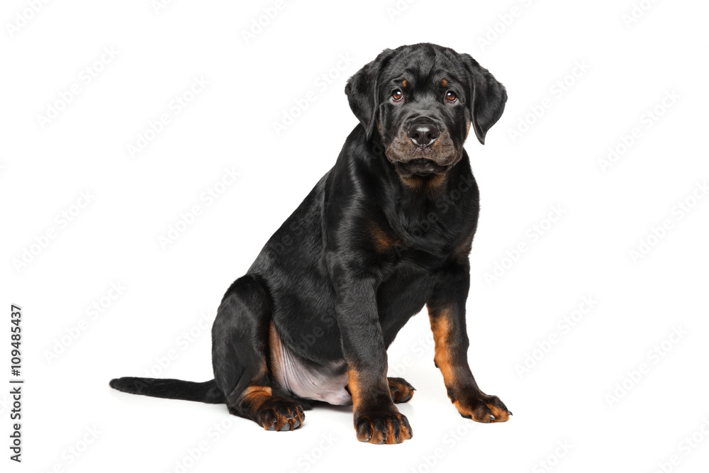 Rottweiler puppy on white background