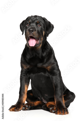 Cute Rottweiler puppy sits