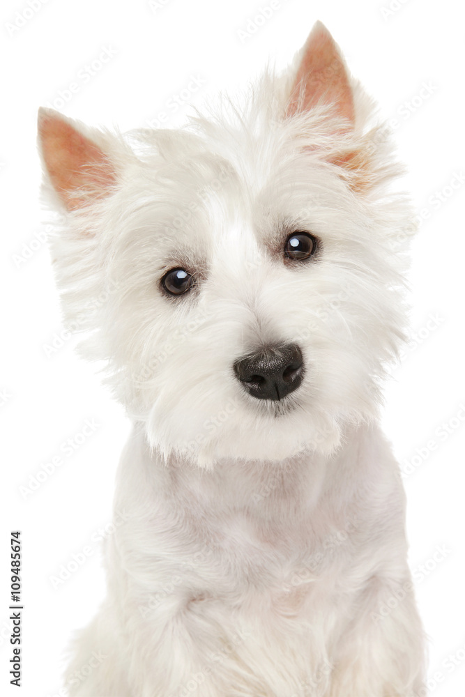 Highland Terrier (westie) on white background Highland Terrier (westie) on white background