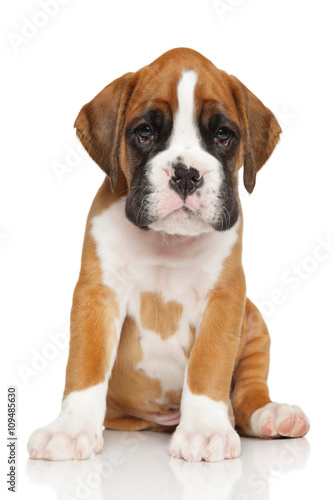 German Boxer puppy on white © jagodka