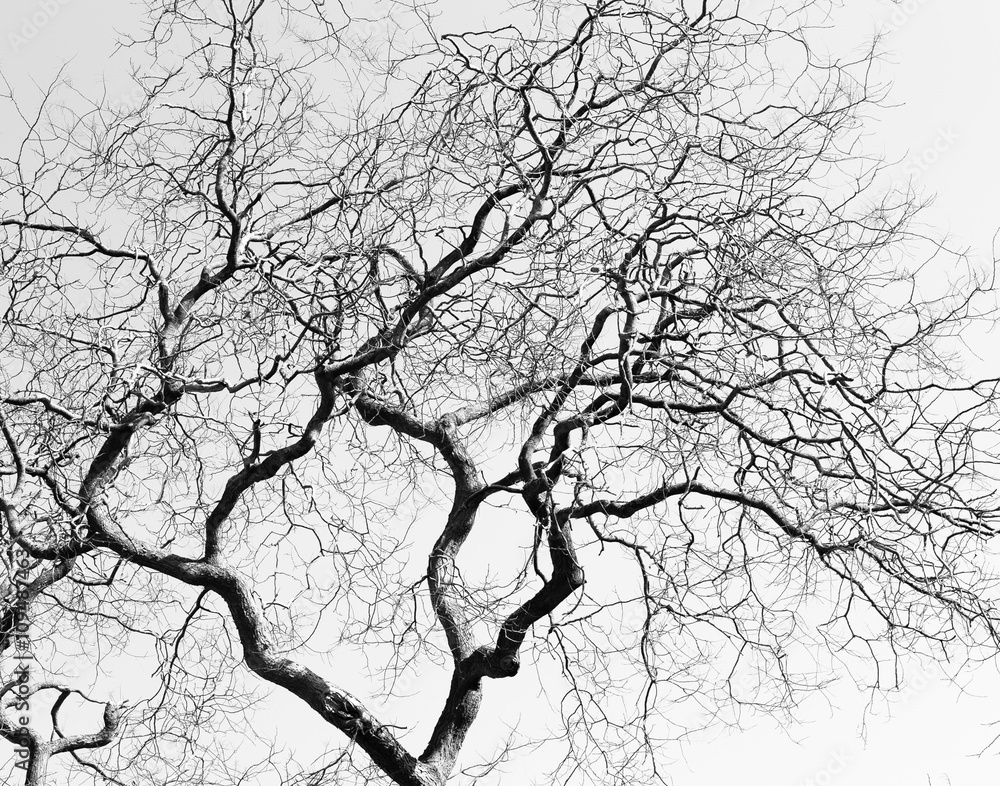 Fototapeta premium Leafless Twisted Branches Black Tree Silhouette