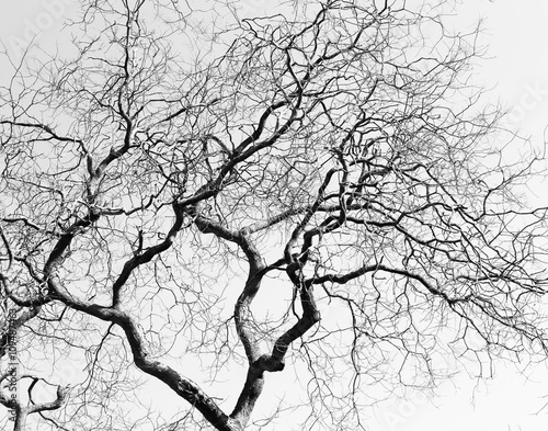 Leafless Twisted Branches Black Tree Silhouette