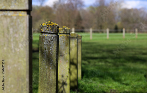 Lichen Covering Wooden Fence Posts