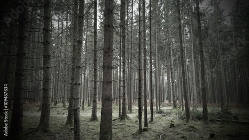 Lost in the woods © heikogoretzki
