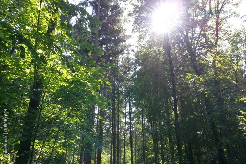 Sun in the woods