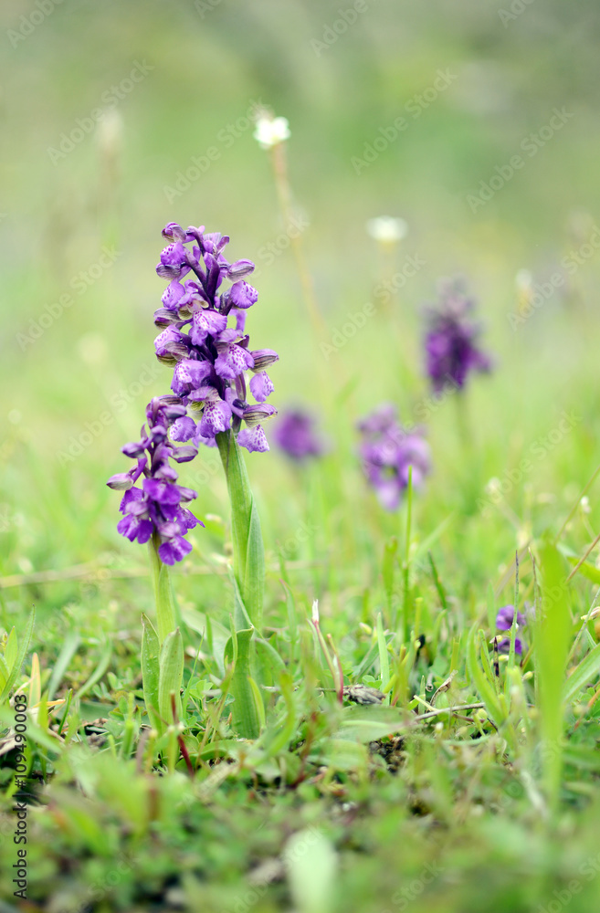 Obraz premium Wild green winged orchid
