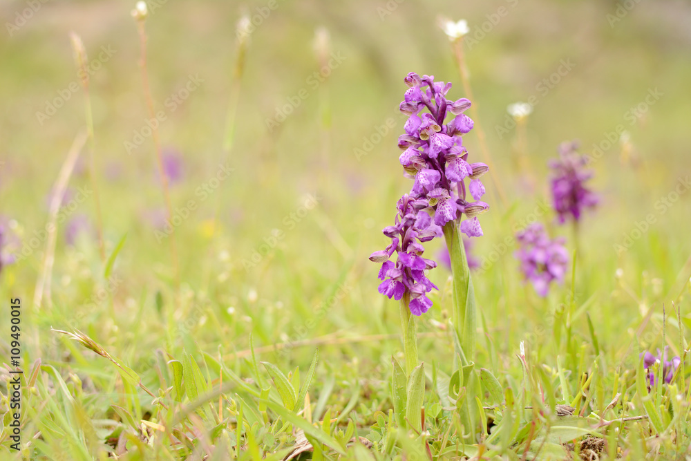 Fototapeta premium Wild green winged orchid