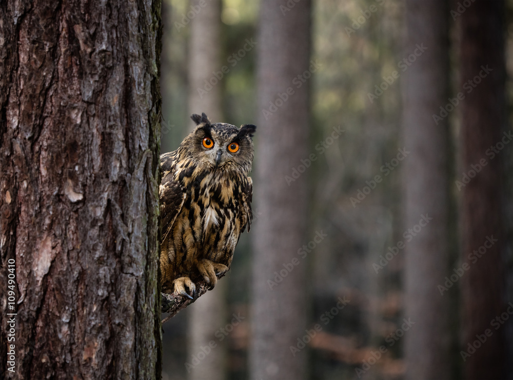 Fototapeta premium Eurasian Eagle Owl
