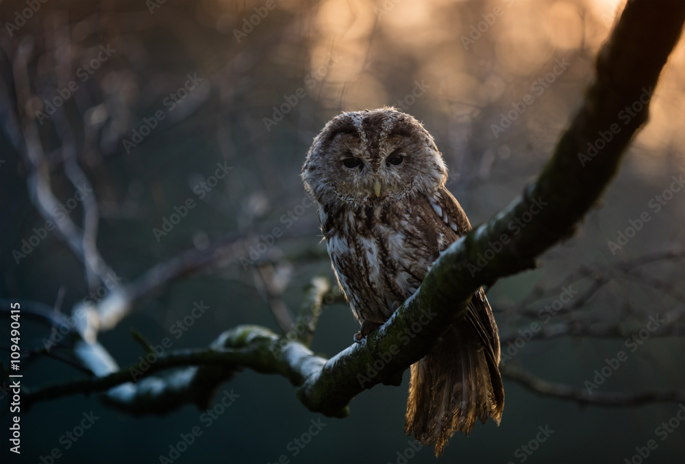 Fototapeta premium Portrait of a Tawny Owl (strix aluco)