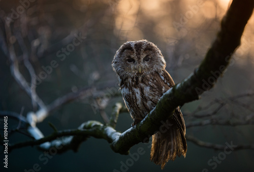 Samolepka Portrait of a Tawny Owl (strix aluco)