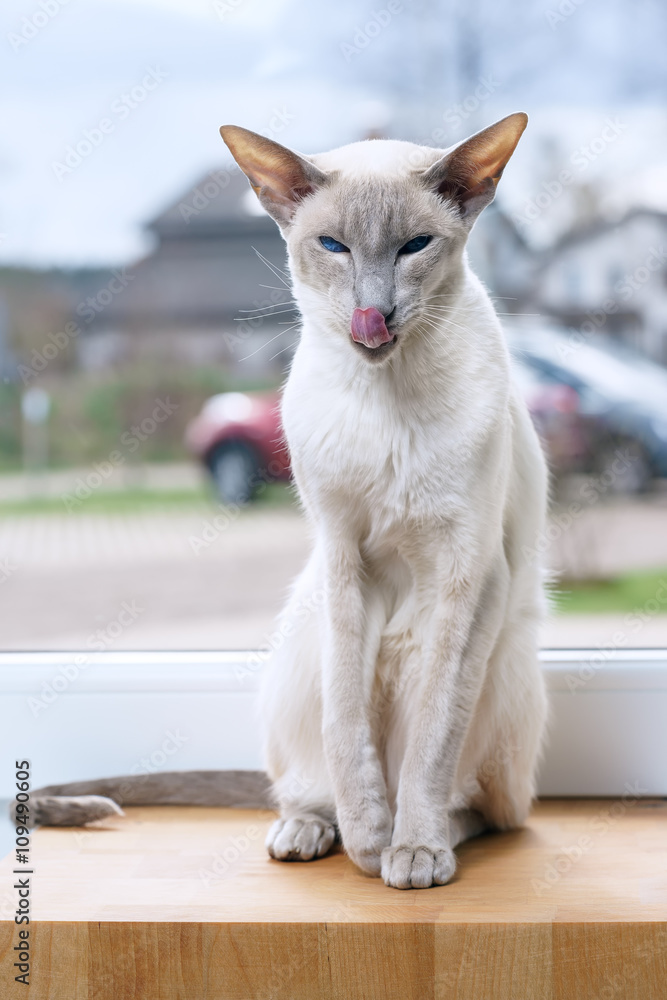 Lavender point hotsell siamese kittens
